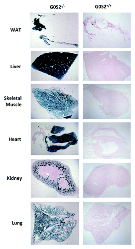 Figure 2. G0S2 tissue distribution in various organs. Organs from 3 mo old male G0S2−/− and G0S2+/+ mice were independently harvested and lacZ stainings were performed in white adipose tissue (WAT), liver, skeletal muscle, heart, kidney, and lung tissues.