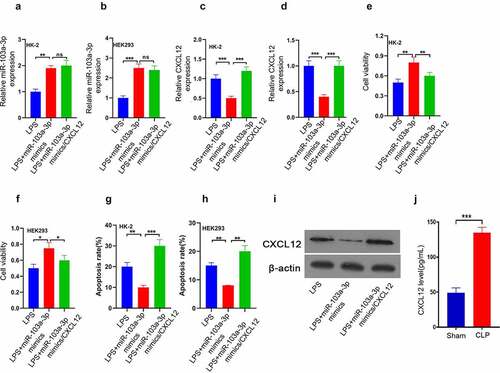 Figure 5. CXCL12 reverses the enhancive effect of miR-103a-3p on LPS-induced HK-2 and 293 cells’ growth.