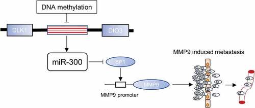 Figure 6. miR-300 mediates the SP1/MMP9 pathway in BCa. The mechanism sketch represents the inhibited mobility of BCa cells via the miR-300/SP1/MMP9 pathway and the dysregulation of miR-300 by DNA methylation.