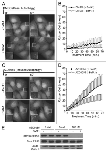 Figure 2. Single-cell counts of EGFP-positive puncta under conditions of basal and induced autophagy. (A) Basal autophagy reflected EGFP-LC3 vesicle dynamics in full nutrient medium. Following a 21 min pre-incubation period with vehicle (−BafA1; top panels) or BafA1 (+BafA1; bottom panels), U2OS-EGFP-LC3 cells were treated with DMSO control at time t = 0 and 46 images were captured at 1.5 min intervals. Along with addition of DMSO, media was replaced with fresh media containing or lacking BafA1 at time t = 0. Images of several cells are shown at time t = 0 min and at time t = 60 min. Insets are 2× magnifications of boxed regions. (B) Population-averaged basal AV dynamics. The number of EGFP-LC3 vesicles that accumulated in the presence (black circles) or absence (gray circles) of BafA1 was plotted from time t = 0 through t = 70 min. Values on the vertical axis represent mean numbers of vesicles with adjustment such that the value at t = 0 is 0. Means were adjusted by subtracting the mean number of vesicles at t = 0. Means were calculated on the basis of measurements from all cells across three independent experiments (−BafA1: n = 51 cells at each time point; +BafA1: n = 44 cells at each time point). Bars represent standard deviations. (C) Induced autophagy reflected EGFP-LC3 vesicle dynamics in full nutrient medium supplemented with 100 nM AZD8055 at time t = 0. Cells were pretreated with vehicle or BafA1 as described above. (D) Population-averaged induced AV dynamics. The experiments and quantitative measurements of (A and B) were repeated but with the addition of 100 nM AZD8055 at time t = 0. Mean values were determined using measurements from all cells imaged across three independent experiments (–BafA1: n = 70 cells at each time point; +BafA1: n = 51 cells at each time point). As in (B), the mean AV count per cell at t = 0 was subtracted from the mean determined at each time point. (E) U2OS cells were treated with AZD8055 (5 nM and 100 nM) or vehicle (DMSO) control for 1 h in the presence (+) or absence (−) of BafA1 (following a 30 min pretreatment with or without BafA1) and whole cell lysates probed by immunoblotting for total RPS6, phospho-RPS6 (S235/6) and LC3B.