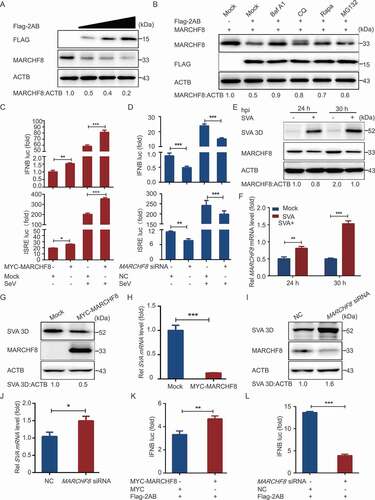 Figure 5. SVA 2AB promotes MARCHF8 degradation suppressing the activation of IFN-I signaling. (A) 293 T cells were transfected with the increasing concentrations of plasmids encoding Flag-2AB for 24 h. The cell lysates were analyzed with Western blotting. ACTB was used as the sample loading control. (B) 293 T cells were transfected with plasmids encoding Flag-2AB and MYC-MARCHF8. Twenty-four hours later, the cells were treated with Baf A1 (0.1 μM), CQ (10 μM), Rapa (6.25 μM), or MG132 (5 μM). The cell lysates were then analyzed by Western blotting. (C) Lysates of 293 T cells transfected with the IFNB (up) or ISRE (down) luciferase reporter, together with the plasmid encoding MARCHF8 and empty vector, followed by SeV infection, were used for luciferase assay. (D) Lysates of 293 T cells transfected with the IFNB (up) or ISRE (down) luciferase reporter, together with the MARCHF8 siRNA or NC siRNA, followed by SeV infection, were used for luciferase assay. (E and F) PK-15 cells were mock-infected or infected with SVA at an MOI (multiplicity of infection) of 1 and harvested at indicated times. The protein and transcription level of MARCHF8 were analyzed by Western blotting and real-time PCR assays. (G) PK-15 cells were transfected with the vector expressing MARCHF8 or vector control, infected with SVA (MOI = 1). SVA 3D protein was analyzed with Western blotting. (H) The viral RNA levels in the culture supernatants of PK-15 cells treated as described in (G) were determined using real-time PCR. (I and J) PK-15 cells were transfected with MARCHF8 siRNA or negative control siRNA for 24 h. The cells were infected with SVA. Viral protein abundance and viral RNA levels were measured using Western blotting and real-time PCR. (K) Luciferase activity in 293 T cells transfected with IFNB promoter-driven luciferase reporters and together with plasmid encoding Flag-2AB and MYC-MARCHF8 or empty vector. (L) Luciferase activity in 293 T cells transfected with IFNB promoter-driven luciferase reporters and together with plasmid encoding Flag-2AB and MARCHF8 siRNA or negative control siRNA. Data are means ± SD of triplicate samples. *P < 0.05, **P < 0.01, ***P < 0.001 (two-tailed Student’s t-test).