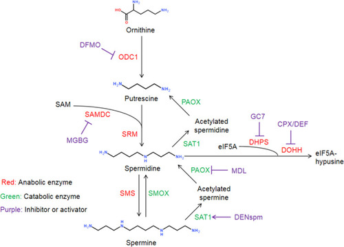 Figure 1 The metabolic pathways of biogenic polyamines.