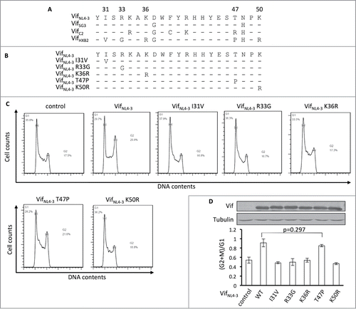 Figure 4. Positions 31, 33, 36, and 50, but not 47, are critical for Vif's induction of G2 arrest. (A) Protein alignment of G2-competent Vif proteins. G2-incompetent VifHXB2 was also introduced. The results suggest that position 47 is not conserved among different G2 arrest-competent Vifs. Numbers above the alignment indicate previously determined critical positions for Vif's induction of G2 arrest. Hyphens ("-") represent identical residues, as compared to VifNL4–3. (B) VifNL4–3 mutants used in this figure. (C) Representative flow cytometry data for cell cycle regulation by VifNL4–3 and its mutants. (D) Bar chart representing the (G2/M)/G1 ratios in HEK293T cells transfected with VifNL4–3 and its mutants. The Western blotting results (above) indicate protein expression levels of VifNL4–3.
