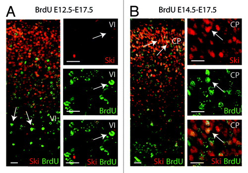 Figure 1. Ski is expressed in young cortical neurons. Distributions of bromodeoxyuridine (BrdU) birth date-labeled cells in E17.5 neocortex after BrdU injection at E12.5 (A) and at E14.5 (B) are shown. E12.5-born neurons located in layer VI are only weakly positive for Ski (arrows in A and in higher magnifications). E14.5-born neurons located in superficial layers of the cortical plate (CP) are strongly positive for Ski (arrows in B and in higher magnifications). Scale bars represent 20 µm.