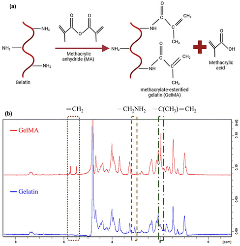 Figure 1 Synthesis of gelatin methacrylate (GelMA) (a) and 1H nuclear magnetic resonance spectra of gelatin and GelMA (b).