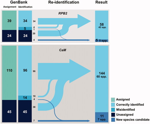 Figure 4. Diagram of the re-identification process and results of Korean Penicillium RPB2 and CaM sequences from GenBank. The sequences were re-identified by RAxML tree-based identification and compared with original annotation of corresponding GenBank record. Sequences without scientific names is GenBank record were labeled “Unassigned,” and sequences cannot be identified due to low resolution of phylogenetic tree were labeled as “Undetermined.” Numbers in the diagram show the number of records in each category.