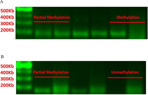 Figure 8. (A) Methylation status of NOD2 gene promoter region in peripheral blood B cells. The proportion of methylation in the NOD2 gene promoter region of peripheral blood B cells in AIHA patients (60%) is lower than that in healthy controls (88.9%), but there was no statistical difference. (B) Methylation status of TCF4 gene promoter region in peripheral blood B cells. The proportion of unmethylated TCF4 gene promoter region in peripheral blood B cells of AIHA patients (21.1%) is lower than that of healthy controls (40%), which also lacks statistical significance.