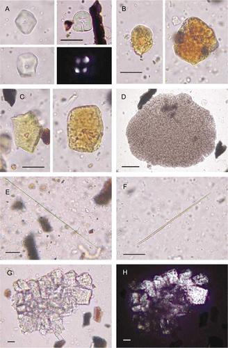 Figure 6  Microfossils of Polynesian-introduced cultigens from Cook's Cove (mounted in glycerol jelly; transmitted or cross-polarized light (CPL), the latter with black background; 400× or 600×; scale bars: 20 µm). A–C, Faceted starch grains with central vacuoles (cf. starch grains of Ipomoea batatas root, Figs. 7a–7c). Well-preserved grains shown in (a), with lower left grain also shown in CPL with central Maltese cross. Degraded, discoloured grains shown in (b,c), with vacuoles in (b) greatly expanded. D, High concentration of tiny starch grains within cell membrane (cf. amyloplast of Colocasia esculenta corm, Fig. 7d). E, Raphide (cf. ‘long-thin’ raphides of C. esculenta, Fig. 7e). F, Raphide (cf. ‘short-thick’ raphide of C. esculenta, Fig. 7f). G,H, Druse, also shown in CPL (cf. druse of C. esculenta, Figs. 7g, 7h).