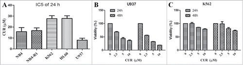 Figure 1. Sensitivity of leukemia cell lines to curcumin (A) Leukemia cells(NB4,NB4-R1, HL60, K562 and U937) were treated with curcumin, IC50 were determined by MTT assay. (B-C) K562 and U937 were exposed to curcumin (0, 2.5, 5 and 10 μM), cell viability were measured by MTT on 24 h and 48 h; Each value were represents the mean ± SD.