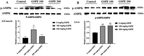 Figure 4. Effect of GSPE on p-AMPK expression in LD muscle and liver. (A) The p-AMPK protein expression in LD muscle. (B) The p-AMPK protein expression in liver. The p-AMPK protein level was monitored with AMPK protein. Data are presented as means and SEM (n = 3). *p < 0.05 and **p < 0.01. AMPK: AMP-activated protein kinase; p-AMPK: phospho-AMP-activated protein kinase.