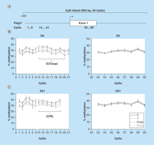 Figure 6.  DNA methylation level in offspring liver of the CpG island covering the promoter, exon 1 and part of intron 2 of the Plagl1 gene.(A) Position of the CpG island and of the CpG sites analyzed in this study. (B & C) Methylation level of individual CpG sites at D0 (B) and D21 (C).*p < 0.05 (Dunn's post hoc test performed on the global mean of methylation levels for the considered CpG sites; mean ± SEM; n = 6/group).