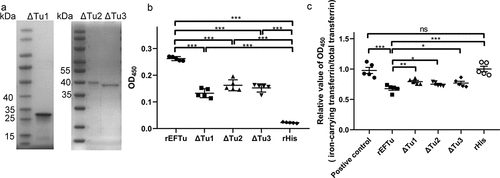 Figure 4. All domains of EFTu contribute to binding holo-transferrin and transferrin-related iron release. (a) δtu1, δtu2, and δtu3 were subjected to SDS-PAGE and stained with Coomassie G-250. (b) Binding of δtu1, δtu2, and δtu3 to desthiobiotinylated holo-transferrin was detected using ELISA plates coated with recombinant proteins. rHis was used as a negative control. OD450 was obtained by incubating with HRP-conjugated streptavidin. (c) δtu1, δtu2, and δtu3 were incubated with desthiobiotinylated holo-transferrin. Protein mixtures were coated on the ELISA plate. Iron-carrying transferrin and total transferrin signals were detected using anti-transferrin antibody and HRP-streptavidin, respectively. the same dosage of desthiobiotinylated holo-transferrin was used as a positive control. the relative value of OD450 was calculated as the ratio of the OD450 value of iron-carrying transferrin signals to that total transferrin signals. Data are expressed as the mean ± standard error. Statistical differences were determined using unpaired t test. ns, not significant, *P <0.05; **P <0.005.