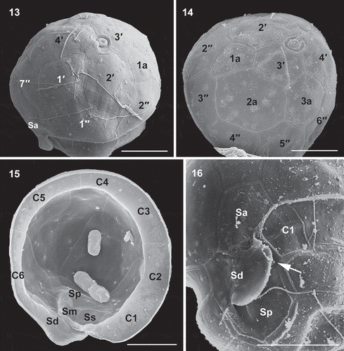 Figs 13–16. Scanning electron micrographs of vegetative cells of Caladoa arcachonensis strain TIO278 from France. Fig. 13. Ventro-apical view showing four apical plates (1′–4′), the anterior sulcal plate (Sa), the first anterior intercalary plate (1a) and three precingular plates (1′′, 2′′, 7′′). Fig. 14. Dorso-apical view showing three apical plates (2′–4′), three anterior intercalary plates (1a–3a) and five precingular plates (2′′–6′′). Fig. 15. Internal view of the hypotheca showing six cingular plates (C1–C6) and right sulcal plate (Sd), left sulcal plate (Ss), median sulcal plate (Sm) and posterior sulcal plate (Sp). Fig. 16. Sulcal area showing the first cingular plate (C1) and plates Sa, Sd, Sp and Ss (arrow). Scale bars = 5 μm.