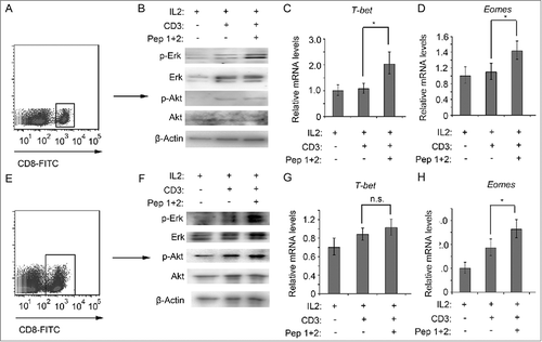 Figure 6. δ-Catenin peptide vaccines enhanced the activation of CD8+ T cells via the activation of ERK signaling(A) Lymphocytes from ICR mice were cultured in vitro with different treatment for 1 h. Then the CD8+ T cells were isolated by FACS. (B) Cell lysates of CD8+ T cells from Fig. 6A were indicated to immunoblotting. (C) Lymphocytes from ICR mice were cultured in vitro with different treatment for 4 h. Then the CD8+ T cells were isolated by FACS. The mRNA levels of T-bet were examined by qRT-PCR. (D) Lymphocytes from ICR mice were cultured in vitro with different treatment for 4 h. Then the CD8+ T cells were isolated by FACS. The mRNA levels of Eomes were examined by qRT-PCR. (E) Lymphocytes from C57 BL/6 mice were cultured in vitro with different treatment for 1 h. Then the CD8+ T cells were isolated by FACS. (F) Cell lysates of CD8+ T cells from Fig. 6E were indicated to immunoblotting. (G) Lymphocytes from C57 BL/6 mice were cultured in vitro with different treatment for 4 h. Then the CD8+ T cells were isolated by FACS. The mRNA levels of T-bet were examined by qRT-PCR. (H) Lymphocytes from C57 BL/6 mice were cultured in vitro with different treatment for 4 h. Then the CD8+ T cells were isolated by FACS. The mRNA levels of Eomes were examined by qRT-PCR.