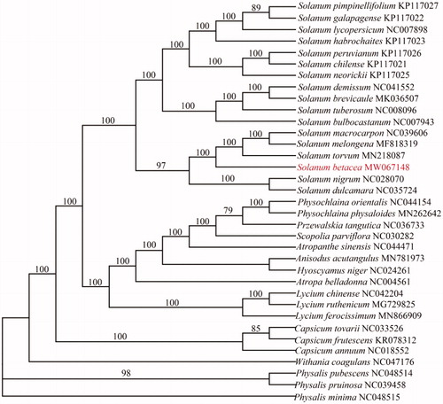 Figure 1. The maximum likelihood phylogenetic tree constructed from 35 species chloroplast genomes. The number on each node indicates bootstrap support value.