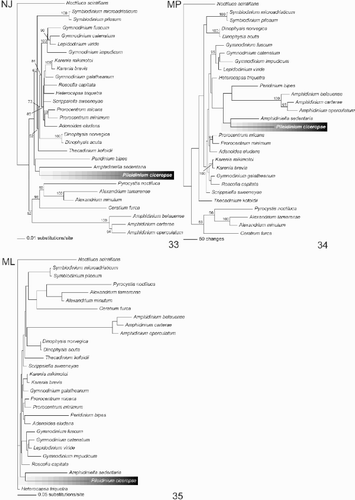 Figs 32–35. Phylogenetic trees constructed from SSU rDNA gene sequences. Fig. 33. Distance tree using neighbor joining method based on Kimura's two-parameter distance. The position of Pileidinium ciceropse is highlighted. Numbers at the nodes indicate the bootstrap values (1000 replicates). Fig. 34. MP tree in a heuristic search, showing the phylogenetic position of Pileidinium ciceropse. The numbers at the nodes indicate the bootstrap values (1000 replicates). Fig. 35. ML tree highlighting the phylogenetic position of Pileidinium ciceropse.