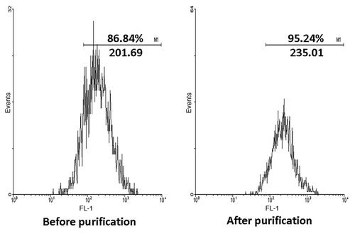 Figure 1. After cultured with GM-CSF and IL-4 for 6 d, the purity of CD11c+ cells were examined by FACS and the percentage were over 86%. Then purified by MACS, the CD11c+ cells were enriched and the result of FACS approached 95%. FSC/SSC plot was shown in order to get an impression on the purity of the isolated cells.