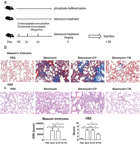 Figure 1. Tocilizumab mimotopes alleviated bleomycin induced pulmonary fibrosis (a) Procedure of model construction and mimotope vaccination. (b) The tissue sections were thawed, dried, and then fixed with 4% paraformaldehyde PBS. The sections were deparaffinized by immersion in xylene, followed by dehydration in ethanol. Fibrosis was evaluated using Masson trichrome and H&E staining (×200 magnification, presented bar: 50 μm). The results showed that vaccination of tocilizumab mimotope could significantly reduce the pulmonary fibrosis. (mean ± SEM; ***p < .001; **p < .005; *p < .05; n.s. non-significant; Representative image, n = 6 mice per group).