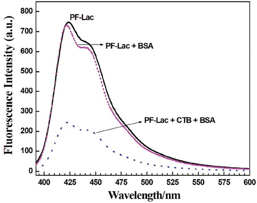 Figure 5. Fluorescence spectra of polymer PF-Lac, polymer PF-Lac with the addition of BSA, and polymer PF-Lac following the addition of BSA and CTB at room temperature.