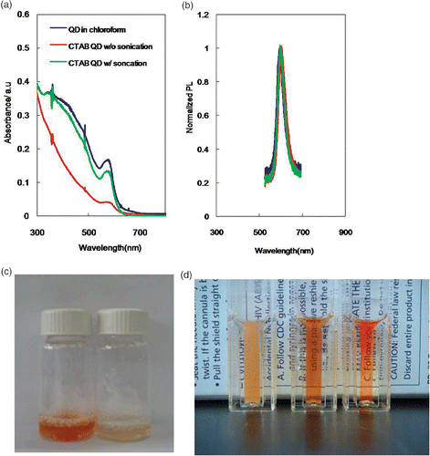 Figure 1. (a) Absorption and (b) emission spectra of a QD solution (870 nM) in chloroform (blue) and of a CTAB QD suspension with (green) and without (red) sonication. (c) Optical photograph of filtrated CTAB QDs with (left) and without (right) sonication. (d) Optical photograph of a suspension of CTAB QDs (2.6 µM) without sonication (left) as well as with 3- (middle) and 10-min (right) of sonication.
