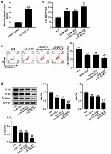 Figure 3. Up-regulation of CCAT1 promotes the reduction of H/R H9C2 cell injury induced by Dex treatment (a). The expression levels of CCAT1 were detected by qRT-PCR in H9C2 cells treated with empty vector or OE-CCAT1. (b). The cell viability of H9C2 cells in H/R, H/R + DEX, H/R + DEX + empty vector, and H/R + DEX + OE-CCAT1 groups was assessed by CCK-8. (c). Flow cytometry was employed to assess cell apoptosis of H9C2 cells in H/R, H/R + DEX, H/R + DEX + empty vector, and H/R + DEX + OE-CCAT1. (d). Western blotting was utilized to measure Wnt3a, Wnt5a and β-catenin protein levels in H9C2 treated with H/R, H/R + DEX, H/R + DEX + empty vector, and H/R + DEX + OE-CCAT1. CON, control; H/R, hypoxia/reoxygenation; Dex, dexmedetomidine; si-CCAT1, CCAT1 siRNA; si-NC, negative control of si-CCAT1. N = 3 for each group. **P < 0.001 vs. H/R; #P < 0.05, ##P < 0.001 vs. H/R + DEX + empty vector.