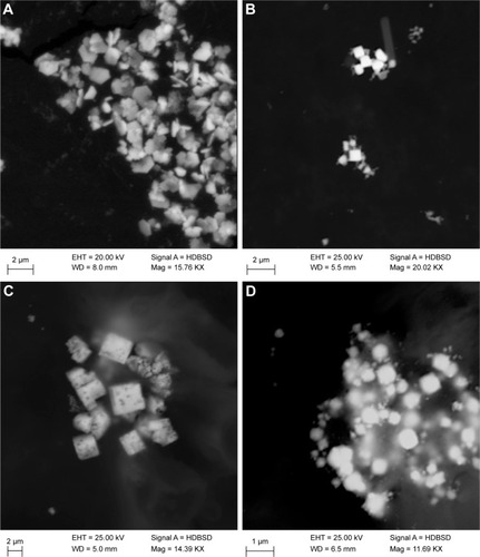 Figure 4 Scanning electron microscopy images of extracellularly biosynthesized silver nanoparticles: (A) run 1 (pH 7, 1 mM AgNO3), (B) run 3 (pH 7, 5 mM AgNO3), (C) run 2 (pH 9, 1 mM AgNO3), and (D) run 5 (pH 8, 3 mM AgNO3).