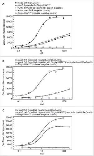 Figure 8. (A) Binding of the monoclonal bivalent antibody mAb3 (EC50 = 5.9 nM) and Fabs thereof (mAb3 digested with GingisKHAN™, and a purified mAb3 Fab obtained from an in-solution papain digest) to cell surface-associated carcinoembryonic antigen-related cell adhesion molecule 5 (CEACAM5) on the human MKN-45 cell line, as measured by flow cytometry. Negative controls included an anti-human fibroblast activation protein α (anti-FAP) and the GingisKHAN™ protease alone. (B and C) Binding to CEACAM5 on the human MKN-45 cell line of the intact (bivalent CEACAM5-binding) and GingisKHAN™-digested (monovalent CEACAM5-binding) bispecific (B) mAb4 (intact: EC50 = 6.8 nM) and (C) mAb5 derived 2+1 CrossMabs (intact/digested: EC50 = 9.3 nM/10.1, respectively), as measured by flow cytometry. Negative controls with the GingisKHAN™ protease alone were included.