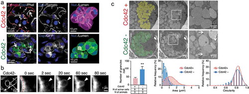 Figure 1. Cdc42 regulates the morphology of secretory granules in salivary glands