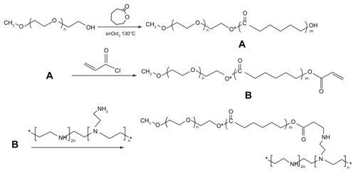 Figure 1 Synthesis of mPEG–PCL-g–PEI amphiphilic triblock copolymer. (A) indicates the block copolymer mPEG–PCL; (B) indicates a copolymer mPEG–PCL with -C=C- in its end.Abbreviations: PEG, polyethylene glycol; PCL, poly ɛ-caprolactone; PEI, polyethylenimine.