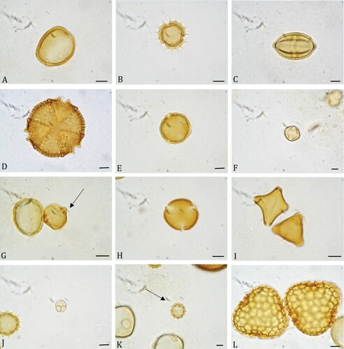 Figure 4. Some pollen types commonly present in Sabal yapa honey samples. A. Sabal yapa. B. Viguiera dentata. C. Trixis inula. D. Caesalpinia gaumeri. E. Haematoxylum campechianum. F. Piscidia piscipula. G. Bursera simaruba. H. Pisonia aculeata. I. Thouinia paucidentata. J. Mimosa bahamensis. K. Asteraceae 1. L. Ceiba pentandra. Scale bars ‒ 10 µm.