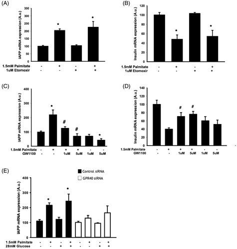 Figure 3. The effect of palmitate on IAPP and insulin mRNA expression is mediated by GPR40 and does not require fatty acid oxidation. EndoC-βH1 cells were cultured for 48 h with or without 1.5 mmol/L palmitate and 1 μmol/L etomoxir and were then analyzed for IAPP (A) and insulin (B) mRNA levels. EndoC-βH1 cells were cultured for 24 h/48 h with or without 1.5 mmol/L palmitate and 1 and 5 μmol/L GW1100 and were then analyzed for IAPP (C) and insulin (D) mRNA levels. Average Ct values; GAPDH: 18.7 ± 0.3, Insulin: 19.4 ± 0.4, IAPP: 21.9 ± 0.2. EndoC-βH1 cells transfected with control/GPR40 siRNA were cultured for 24 h with or without 1.5 mmol/L palmitate and were then analyzed for IAPP (E) mRNA levels. Average Ct values; GAPDH: 18.7 ± 0.9, IAPP: 23.3 ± 1.9. Average Ct values; GAPDH: 24.22 ± 0.2, IAPP: 25.6 ± 0.3. Bars represent means ± SEM. *p < 0.05 compared with control group. #p < 0.05 compared with palmitate treated cells. n = 3, in duplicate.