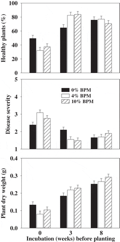 Fig. 3 Effect of buckwheat plant material (BPM) amendment and incubation time prior to planting cucumber seed in a non-infested or Pythium ultimum-infested field soil on disease-free healthy plants, damping-off severity and dry weight of cucumber plants. Means are the average of three experiments and three replicates per experiment and error bars are standard error of mean. Plants were grown for 2 weeks before assessing for damping-off incidence and severity.