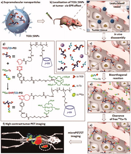 Figure 4. Schematic representation of a new approach for pretargeted PET imaging that leverages the utilities of supramolecular nanoparticles (SNPs) and bioorthogonal chemistry: (a) Supramolecular synthetic strategy is employed for preparing the tumor-targeting agent (TCO⊂SNPs); (b) after intravenous injection, the tumor EPR effect drives preferential accumulation of TCO⊂SNPs in tumor; (c) after TCO⊂SNPs have accumulated in tumor, TCO⊂SNPs disassemble to release a TCO-grafted molecular building block, TCO/CD-PEI; (d) a radiolabeled reporter (64Cu-Tz) is then injected for bioorthogonal reaction with tumor-retained TCO/CD-PEI; (e) the unreacted 64Cu-Tz was cleared quickly from the body; (f) the resulting dihydropyrazine (DHP) conjugation adduct (64Cu-DHP/CD-PEI) confines radioactivity in tumor, resulting in high-contrast tumor PET imaging. (g) Chemical structures of the bioorthogonal reactions between TCO/CD-PEI and 64Cu-Tz (adapted from Hou et al., Citation2016).
