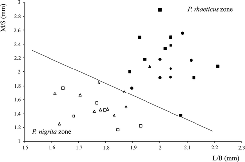 Figure 6. Female eighth abdominal sternite of Pterostichus rhaeticus and Pterostichus nigrita. Length of membranous strip/distance from membranous strip to start of basal lobe (M/S) plotted against length/breadth (L/B). Measurements are based on Luff (Citation1990). P. rhaeticus: Dubravica bog (black circle), Đon močvar bog (black square), Jarak fen (black triangle); P. nigrita: Jarak fen (white triangle), Đon močvar bog (white square).