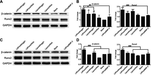 Figure 8 Effects of siNoggin and pBMP-2 treatment on expression of osteogenic-related proteins on days 14 (A, B) and 21 (C, D). (A, C) Representative Western blots of each protein. (B, D) Semiquantitative expression of β-catenin protein and Runx2 protein by ImageJ software. The error bars represent the mean±SD (n=3).Notes: *P<0.05, **P<0.01 and ***P<0.001 vs the blank group. #P<0.05, ##P<0.01 and ###P<0.001. The error bars represent the mean±SD (n=3).Abbreviations: LNPs, lipopolysaccharide-amine nanopolymersomes; lipo, lipofectamine3000.