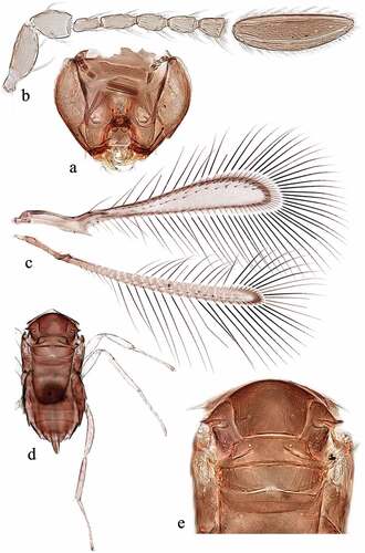 Figure 1. Alaptus deodus Anwar & Zeya sp. nov. holotype female. (a) head frontal view; (b) antenna; (c) wings; (d) mesosoma with metasoma and legs; (e) mesosoma enlarged.
