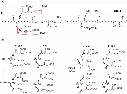 Figure 1. Chemical structure of fumonisins and analogs. DH4–FB1, tetradehydro fumonisin B1. (A) Structure of fumonism B1 and tetradehydro fumonism B1. (B) Example of possible regio- and sterioisomers of DH4–FB1.