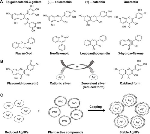 Figure 11 Scheme of AgNP biosynthesis.Notes: (A) Structures of some polyphenol and flavonoid biomolecules that might be involved in the reduction and stabilization of AgNPs. (B) Redox reaction showing mechanism of reduction of Ag+ into Ag0 by using quercetin (flavonoid family). (C) Capping of AgNPs by plant active compounds.Abbreviation: AgNPs, silver nanoparticles.