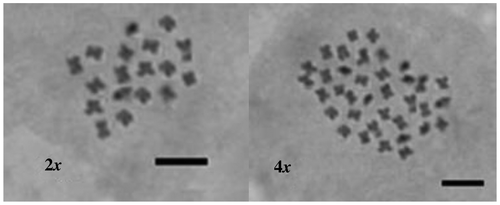 Figure 6. The chromosomes of diploid (2n=2x=18) and tetraploid (2n=4x=36) plants (scale bar = 10 μm).