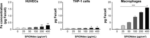 Figure 3 Internalization of SPIONdex by cells.Notes: Cells were incubated with SPIONdex as indicated. Iron content was measured in cell pellets containing specified number of cells. Note the y-axis scale differences for HUVECs and THP-1 cells versus macrophages. *P<0.05, **P<0.01, and ***P<0.001 vs unstimulated control.Abbreviations: Fe, iron; HUVECs, human umbilical vein endothelial cells; THP-1, a human monocytic cell line; SPIONdex, dextran-coated superparamagnetic iron oxide nanoparticles.