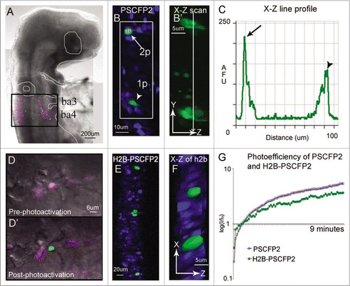 Figure 1 In ovo single cell photoactivation. (A) An E3.5 chick embryo 16 hours post in ovo microinjection and electroporation with H2B-PSCFP2 in the hindbrain and fixed for 1 hour before mounting on a glass coverslip. The black box outlines the unphotoactivated fluorescence (pink) and photoactivated (green) cells in the neural tube and migrating neural crest cells from rhombomere 6 (r6) and r7 regions. The photoactivated fluorescence (green) was created using a 405 nm laser, 10% laser power. (B) Single cell photoactivation can be challenging if the protein is diffuse throughout the cytoplasm and if the location of the cell is in a densely labeled population. Two cells with PSCFP2 have been photoactivated (green) and unphotoactivated cells are blue. The top cell (arrow) was photoactivated with 2-photon photoactivation at 770 nm, 7% laser power. The bottom cell (arrowhead) was photoactivated with confocal laser excitation at 405 nm. (B′) The X–Z scan, zoomed in from the white box, show a single cell photoactivated with a 2-photon laser (arrow in B) and 2–3 cells photoactivated with a 405 nm (arrowhead in B) inside the neural tube. (C) The line profile through the two photoactivated cells of the X–Z scan in (B′) compares the fluorescence intensity of the 2-photon (arrow in B) and the 405 nm (arrowhead in B) photoactivated cells by recording of the log (base10) ratio of the mean fluorescence intensity ratio (I/Io) of photoactivated to non-photoactivated fluorescence. (D) An area of cells expressing H2B-PSCFP2 pre-photoactivation (pink) and (D′) after the exposure of a 405 nm laser the single cell in the center becomes photoactivated (green). (E) The dense tissue of the neural tube is labeled with H2B-PSCFP2 with both unphotoactivated (blue) and photoactivated (green) cells. The localization in the nucleus helps distinguish individual cells for targeted photoactivation. (F) The X–Z projection of the photoactivated nuclei shown in isosurface reveals several nuclei surrounding the targeted cells. (G) The photoefficiency of PSCFP2 is maintained after localizing to the nucleus using 10% laser power of a 25 mW 405 nm laser over 9 minutes of scanning. The curves are an average of n = 4 mean intensities of cells for PSCFP2 (blue line) and H2B-PSCFP2 (green line).