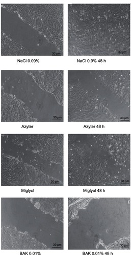 Figure 4 Phase-contrast micrographs of wounded cultured Statens Serum Institut rabbit corneal (SIRC) cells.