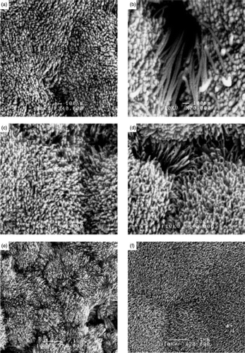 Figure 31. SEM images of p-CuO nanorods prepared at various pH and reaction time intervals: (a) pH 11 (96 h); (b) pH 11 (130 h); (c) pH 11.5 (96 h); (d) pH 11.5 (120 h); (e) pH 12 (96 h); (f) pH 12.3 (14 days) Citation55.