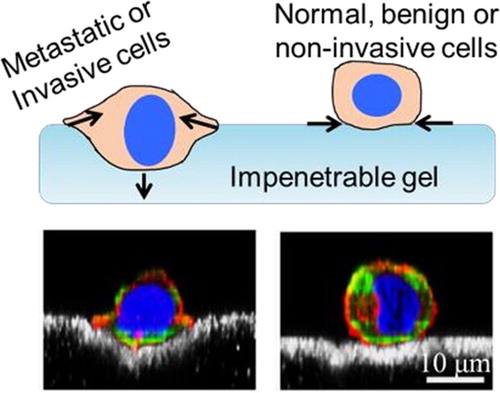 Figure 1. Mechanically invasive subpopulations of cancer cells actively indent cells, while benign or non-invasive cancer cells only apply adhesive, lateral forces. (Top) Schematic of indenting and nonindenting cells; (Bottom) Confocal images of indenting metastatic cells and non-indenting benign cells (Adapted from (Dvir et al. Citation2015)); beads at gel surface are in white.