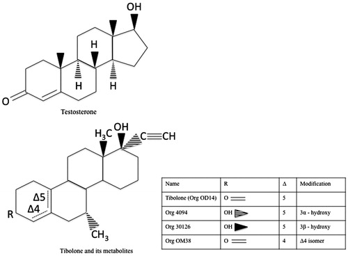 Figure 1. Chemical structures of testosterone and tibolone metabolites modified from van de Ven et al. [Citation20].
