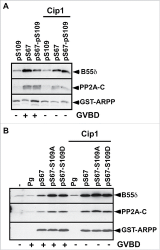 Figure 3. S67-phosphorylated ARPP19 interacts with PP2A-B55δ independently of its S109 phosphorylation. A. Prophase-arrested oocytes were injected or not with p21Cip1 (Cip1) and then injected with thiophosphorylated ARPP at either S109 (pS109), or S67 (pS67) or both residues (pS67-pS109). Oocytes were collected at the time of GVBD and ARPP19 proteins were GST-pulled down. GST-pulled down fractions were immunoblotted for PP2A-C ανδ B55δ subunits. Total ARPP19 was immunoblotted using a GST antibody (GST-ARPP). B. Prophase-arrested oocytes were induced to mature with progesterone (Pg) or by injecting S67-phosphorylated WT-, S109A- or S109D-ARPP (respectively pS67, pS67-S109A, pS67-S109D). Oocytes were collected at the time of GVBD and ARPP19 proteins were GST-pulled down. GST-pulled down fractions were immunoblotted for B55δ, PP2A-C subunits and total ARPP19 using a GST antibody (GST-ARPP).