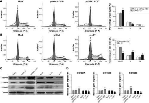 Figure 3 Effects of LET on cell cycle of CNE2 cells. (A) CNE2 cells transfected with pcDNA3.1-LET were collected and stained with PI, and the cell cycle distribution was analyzed with a flow cytometer. (B) CNE2 cells transfected with si-LET were collected and stained with PI, and the cell cycle distribution was analyzed with a flow cytometer. (C) The protein expression of cell cycle-related gene in CNE2 cells was analyzed by Western blot assays. β-Actin was used as the internal reference. (D) The mRNA expression of cell cycle-related gene in CNE2 cells was analyzed by qRT-PCR assays. In these experiments, the original cells and the cells transfected with pcDNA3.1 or si-Ctrl were adopted as control and negative control, respectively. Data were obtained for at least three independent experiments and are shown as mean ± SD (*P<0.05, **P<0.01 and ***P<0.001 as compared with control group).