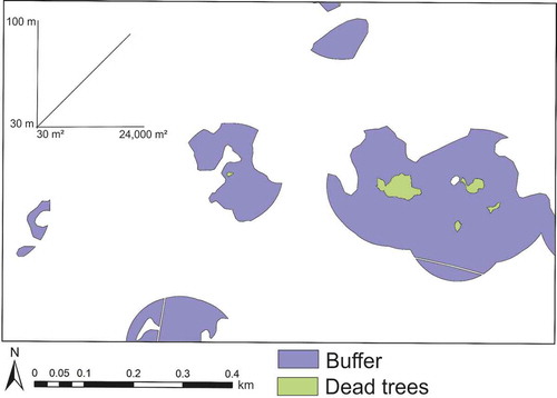 Figure 3. An example of variable buffers (purple) inserted around polygons of dead trees (green) of 2012. The linear relationship between the polygon and buffer sizes is shown in the upper-left corner.