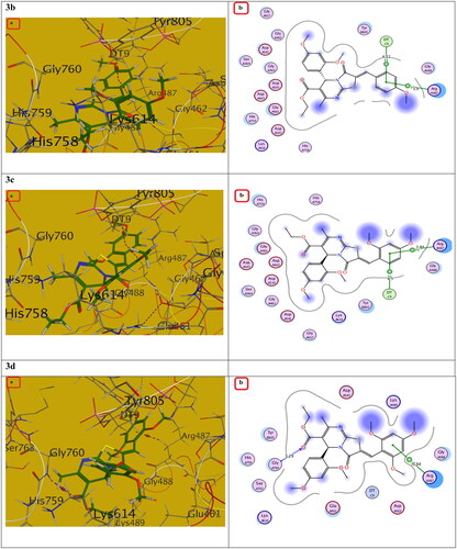 Figure 11. The (a) 3D and (b) 2D interaction mode of compounds 3b-d within topoisomerase II binding pocket. The pink dot arrow represents H-bonds and brown dot arrow represents H-π interaction.