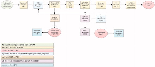 Figure 1. Compilation of two Adverse Outcome Pathways (AOPs) leading to effects on the liver by TiO2. Events resulting in the adverse outcomes liver fibrosis, steatosis and edema are based on the AOP 144 on liver inflammation of the AOP-Wiki (https://aopwiki.org/aops/144). Adaptations based on recent studies, AOP 34 with hepatic steatosis as adverse outcome (https://aopwiki.org/aops/34) and expert judgment, are included. After the molecular initiating event (MIE), a series of key events (KE) take place that lead to an adverse outcome (AO) or and associated event (AE). ECM: extra-cellular matrix; HSC: hepatic stellate cell; ROS: reactive oxygen species.